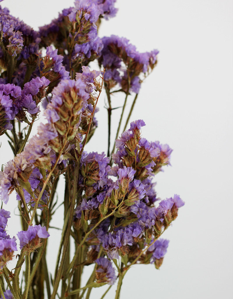 Statice, Blue bunch, approx. 75cm tall dried flowers UK grown