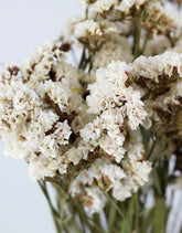 Dried Statice - Assorted White Bunch in UK