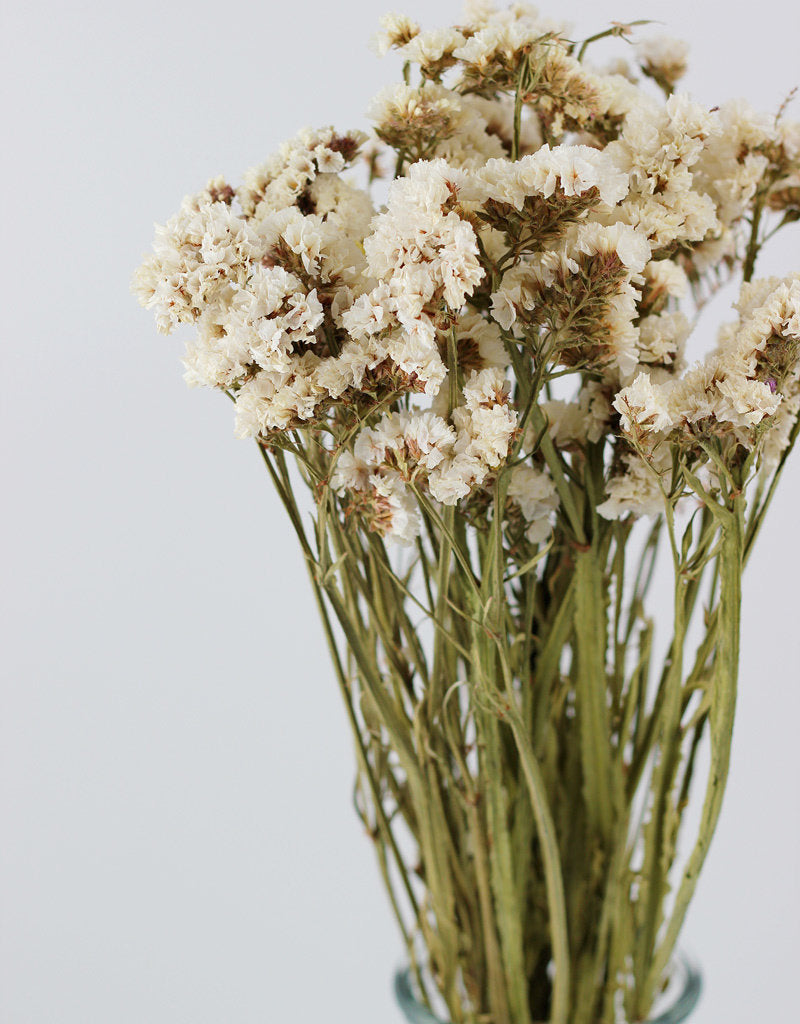 Dried Statice - Assorted White Bunch