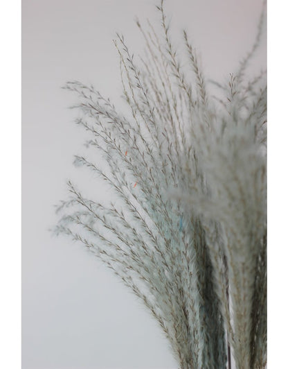Dried Stipa Feather - Light Blue Bunch