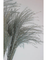 Dried Stipa Feather - Light Blue Bunch, 10 Stems