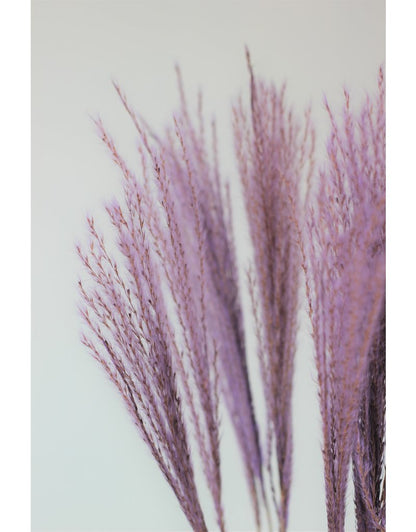 Dried Stipa Feather - Lilac Bunch, 70 cm