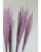 Dried Stipa Feather - Lilac Bunch, 10 Stems