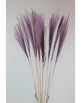 Dried Stipa Feather - Lilac Bunch, 10 Stems, 70 cm