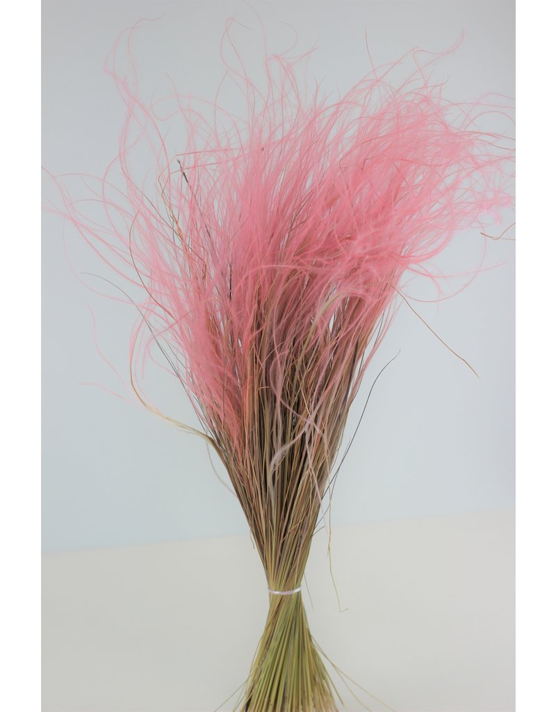 Dried Stypha Pennata - Light Pink, 50 cm
