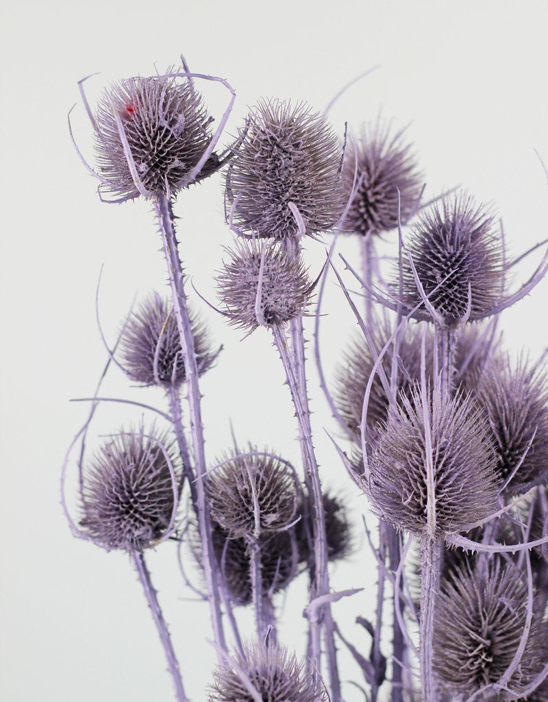 Dried Thistle - Lilac Bunch, Buy in UK