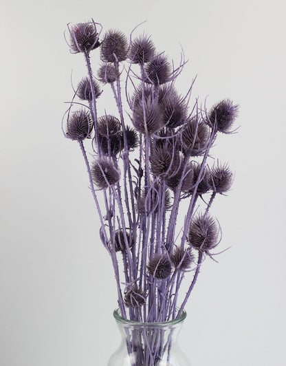 Dried Thistle - Lilac Bunch Selection in UK