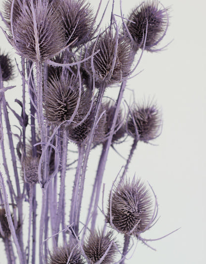 Dried Thistle - Lilac Bunch Selection