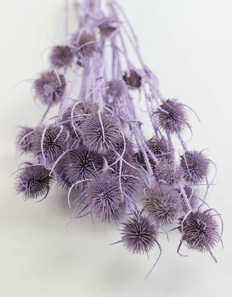 Dried Thistle - Lilac Bunch