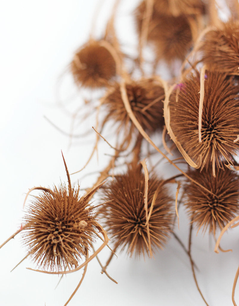 Dried Thistle - Terracotta Bunch at lowest prices