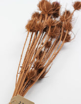 Dried Thistle - Terracotta Bunch in UK