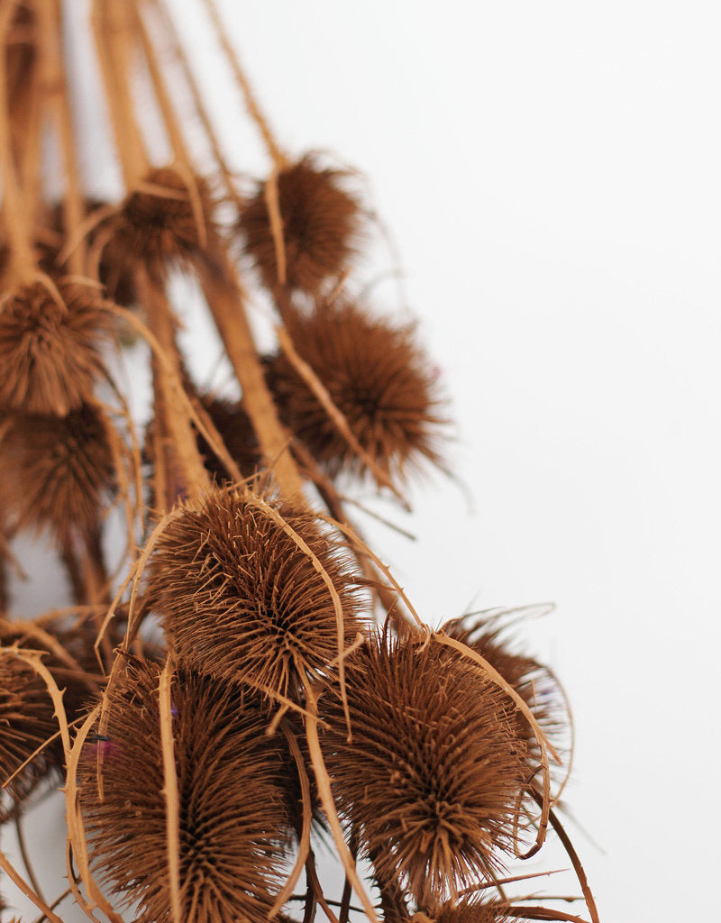 Dried Thistle - Terracotta Bunch
