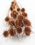 Dried Thistle - Terracotta Bunch, 60 cm
