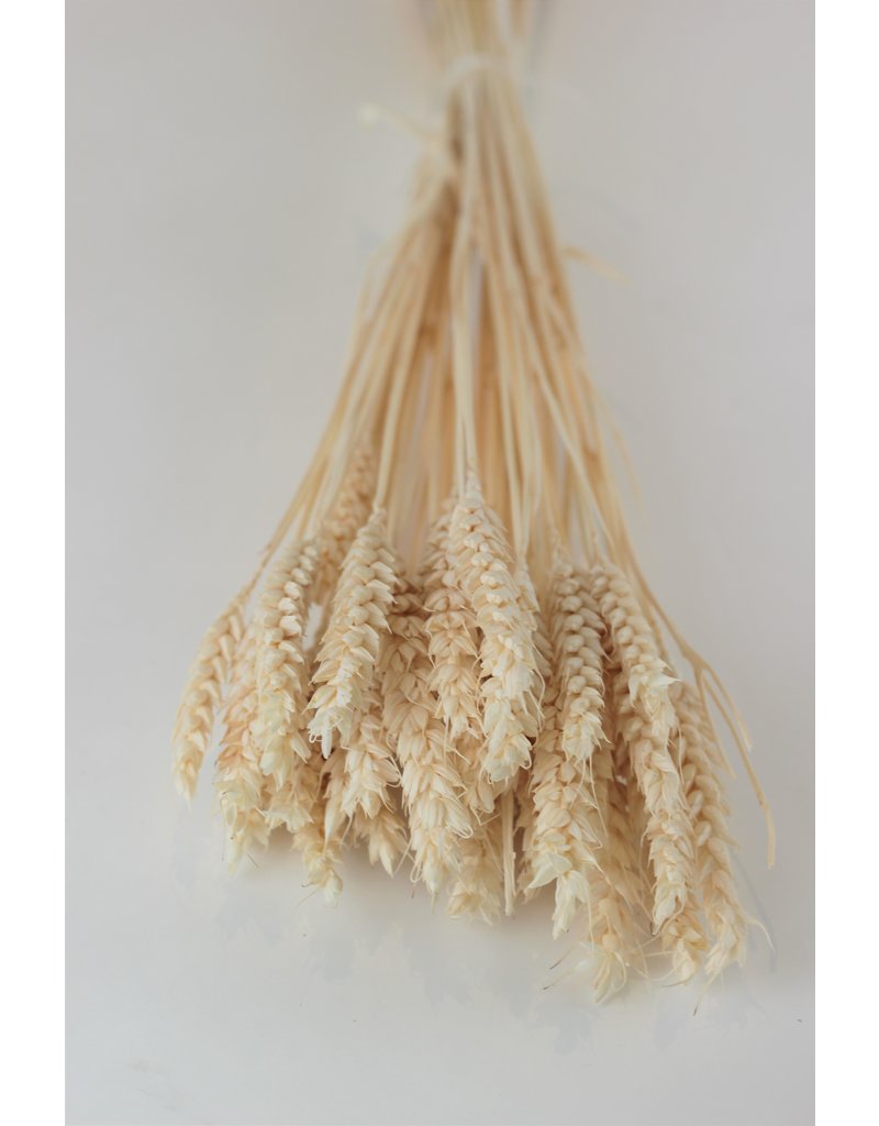 Dried Triticum (Wheat) - Bleached Bunch, 70 cm