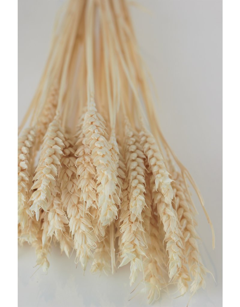 Dried Triticum (Wheat) - Bleached Bunch, 100 grams