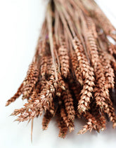 Dried Triticum (Wheat) - Copper Bunch in UK