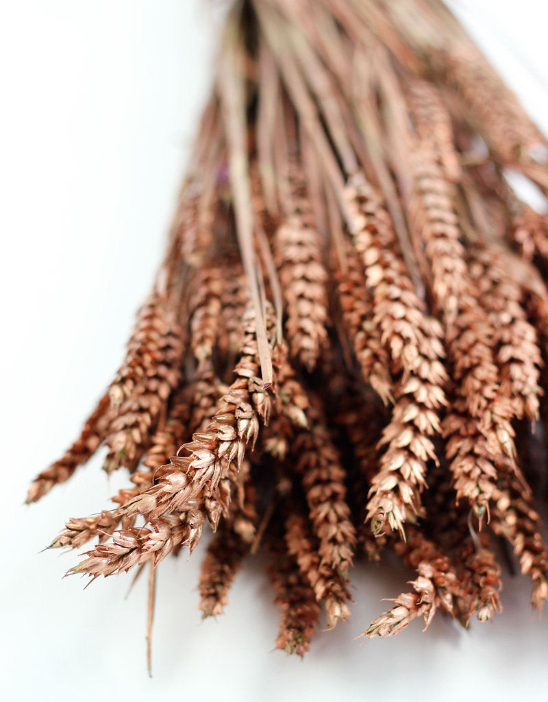 Dried Triticum (Wheat) - Copper Bunch in UK