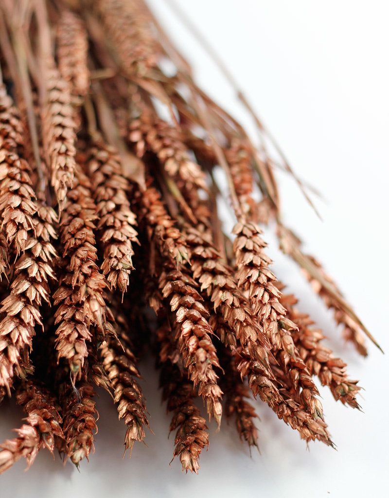 Dried Triticum (Wheat) - Copper Bunch