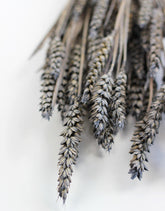 Dried Triticum (Wheat) - Frosted Grey Bunch