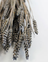 Dried Triticum (Wheat) - Frosted Grey Bunch Poly