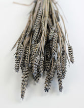 Dried Triticum (Wheat) - Frosted Grey Bunch Poly, 60 cm