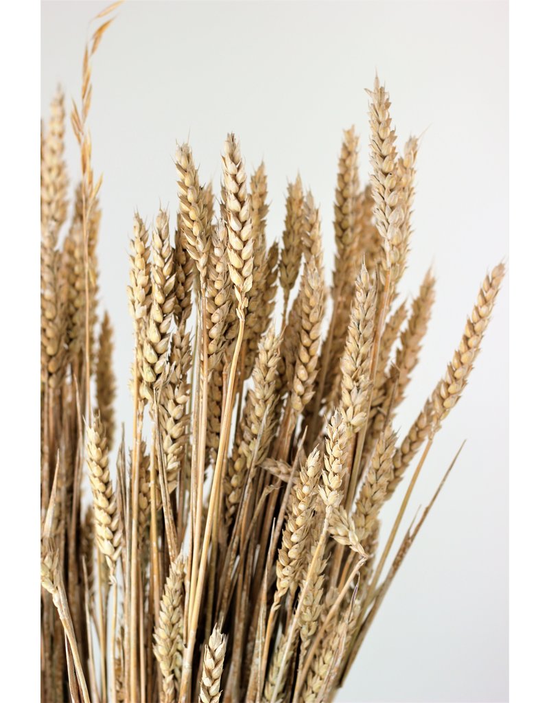 Dried Triticum - Frosted White Bunch