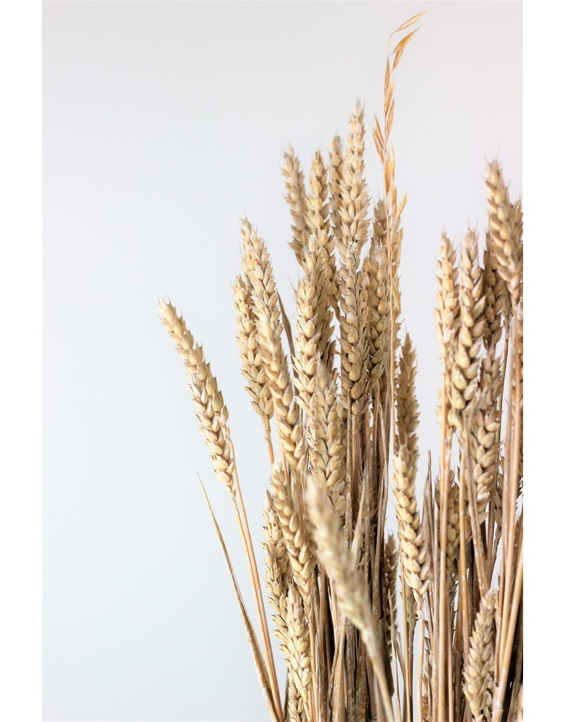 Dried Triticum (Wheat) - Frosted White Bunch