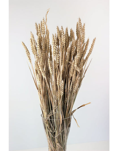 Dried Triticum (Wheat) - Frosted White Bunch, 70 cm