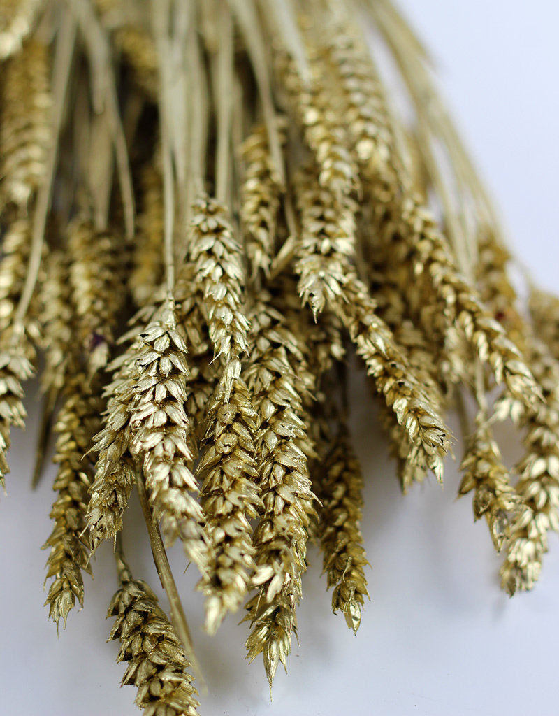 Dried Triticum (Wheat) - Gold Bunch