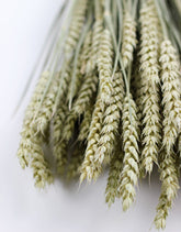 Dried Triticum (Wheat) - Natural Bunch UK