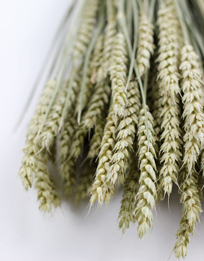 Dried Triticum (Wheat) - Natural Bunch UK