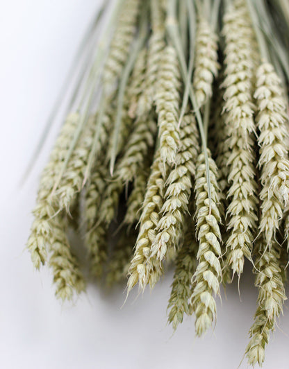 Dried Triticum (Wheat) - Natural Bunch, 60 cm