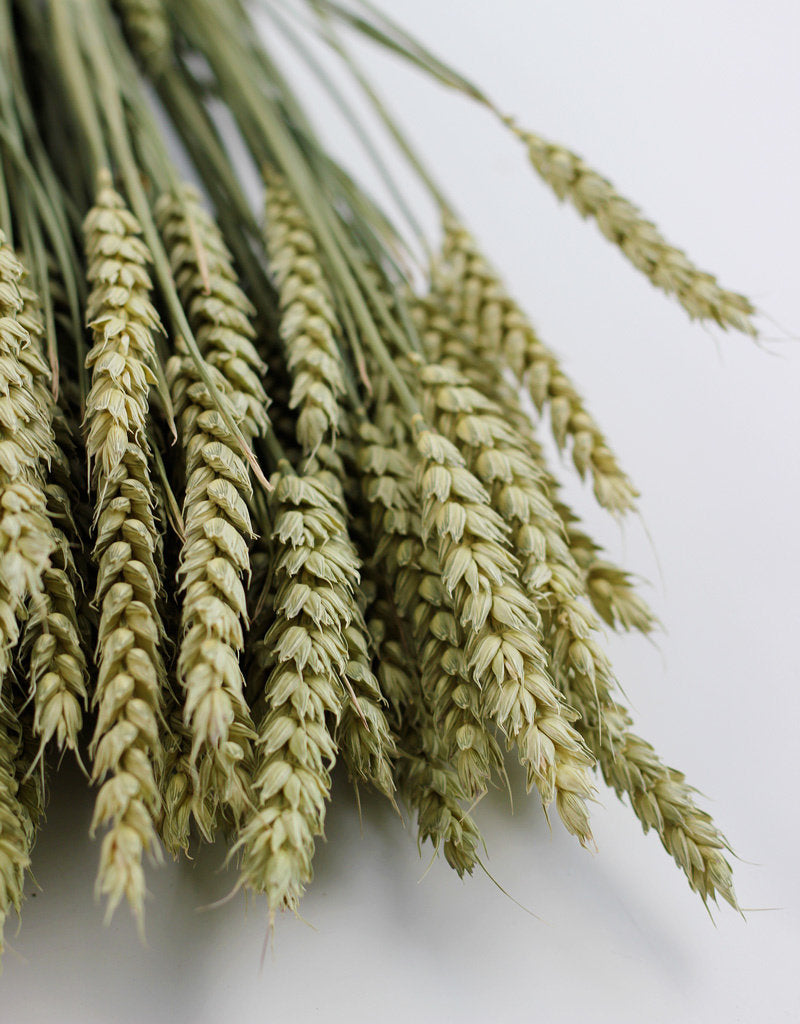 Online Dried Triticum (Wheat) Natural Bunch UK