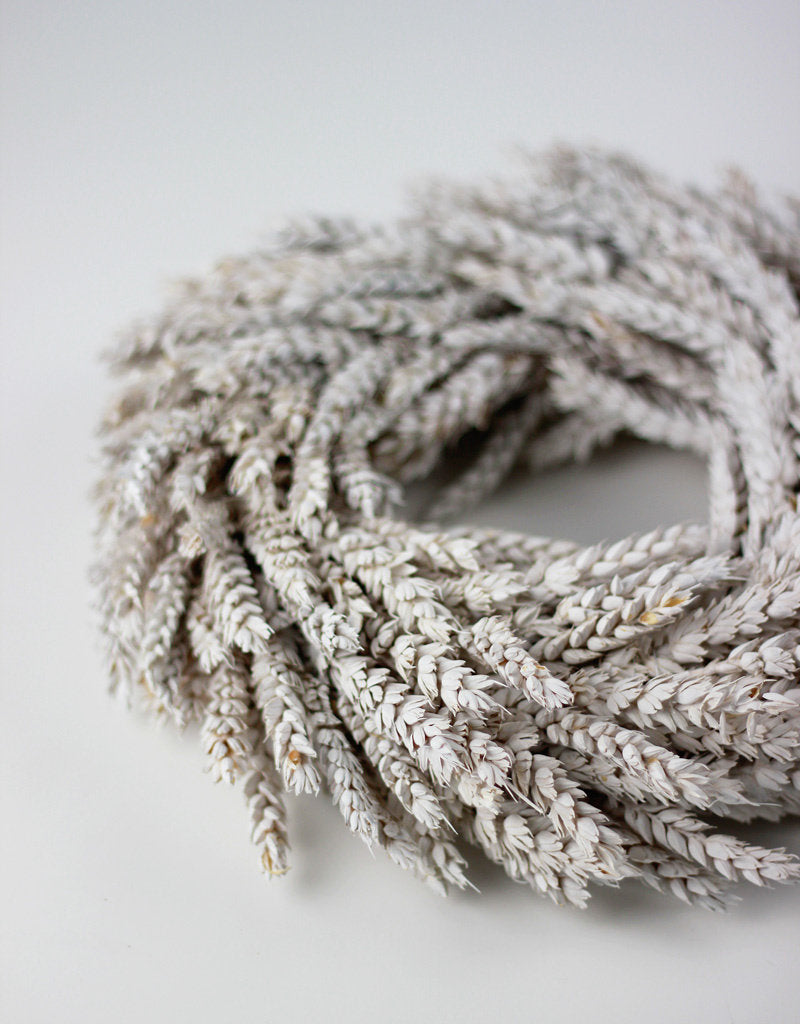 Dried Triticum Wreath - Frosted White