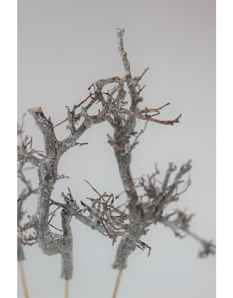 Frosted White Twigs on Wooden sticks