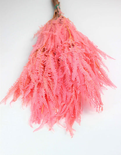 Preserved Helecho - Pink Bunch, 65 cm