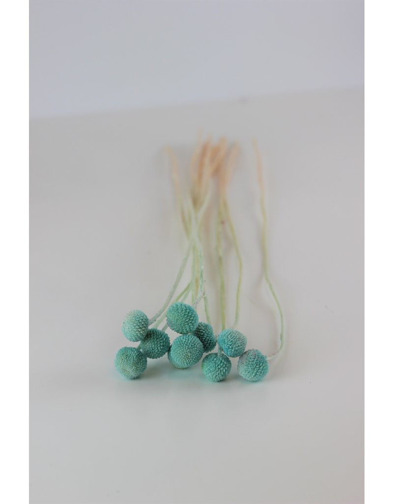 Preserved Craspedia - Turquoise Bunch