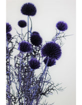 Preserved Echinops - Globe Thistle, Violet Bunch