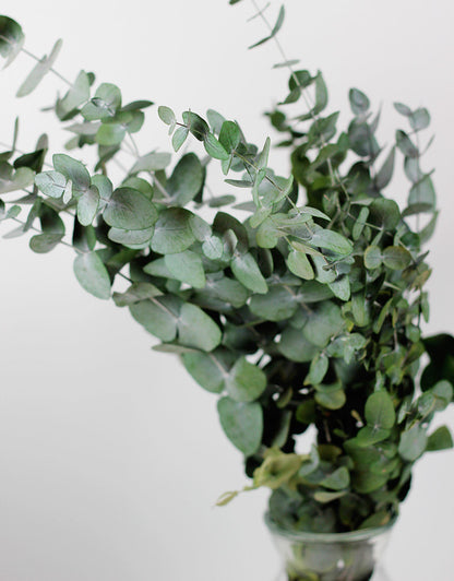 Preserved Eucalyptus - Espiral Green Bunch Natural