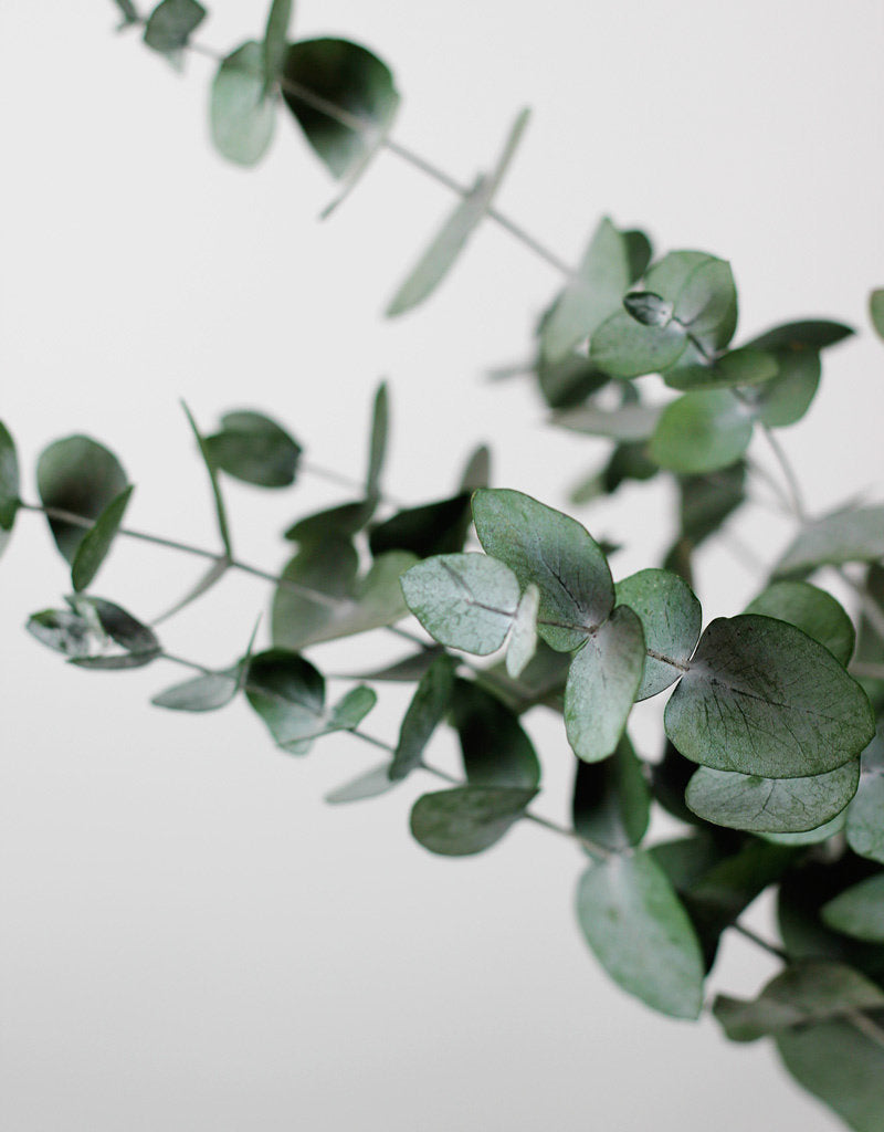 Preserved Eucalyptus - Espiral Green Bunch