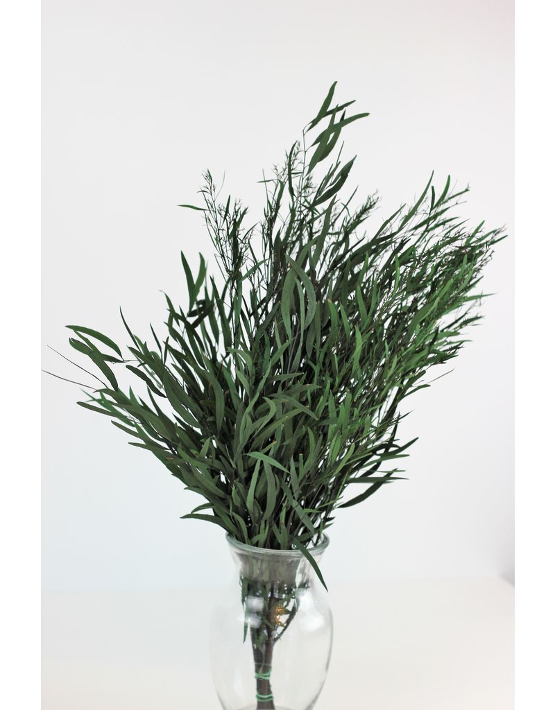 Preserved Eucalyptus Nicoly - Green Bunch, 60 cm