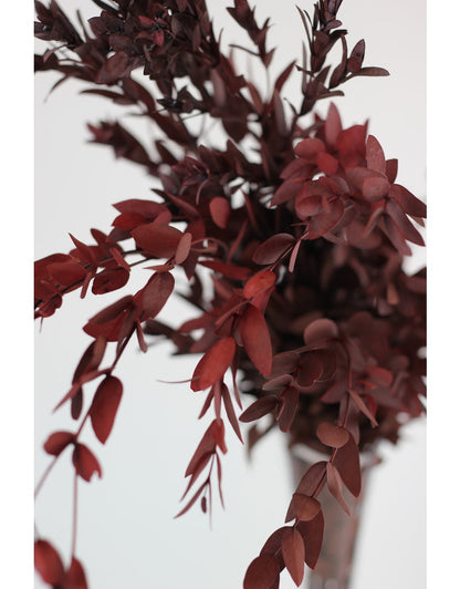 Preserved Eucalyptus Parvifolia- Red Bunch, 60 cm