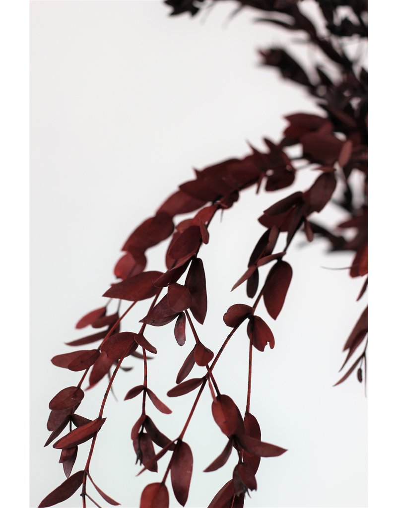 Preserved Eucalyptus Parvifolia- Red Bunch