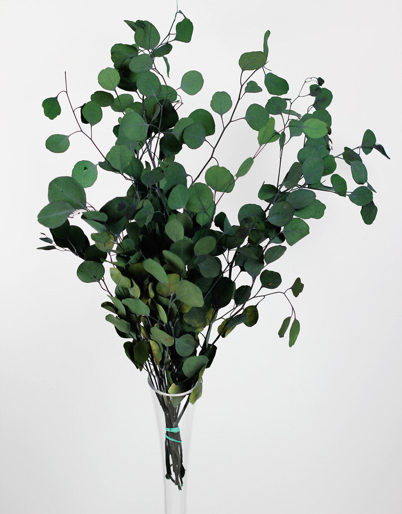 Preserved Eucalyptus Populus - Green