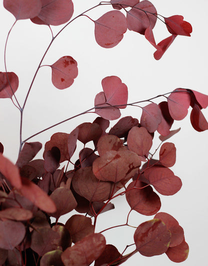 Preserved Eucalyptus Populus - Red Bunch, 70 cm