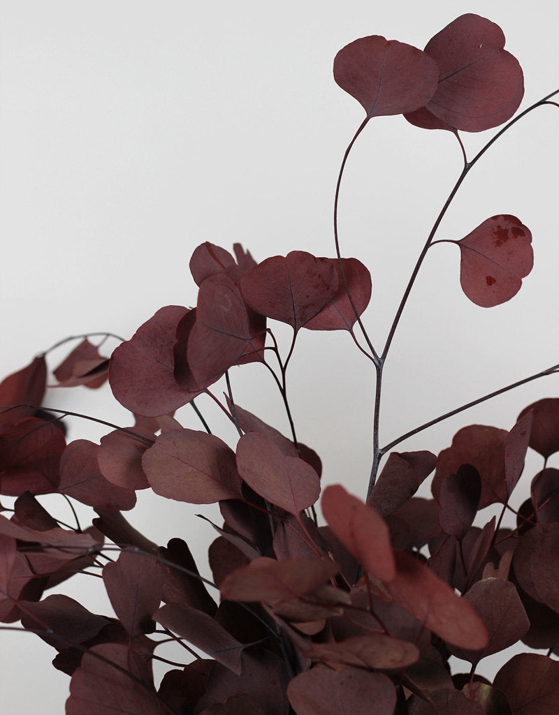 Preserved Eucalyptus Populus - Red Bunch