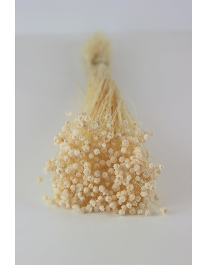 Preserved Jazilda - Bleached Bunch UK Online