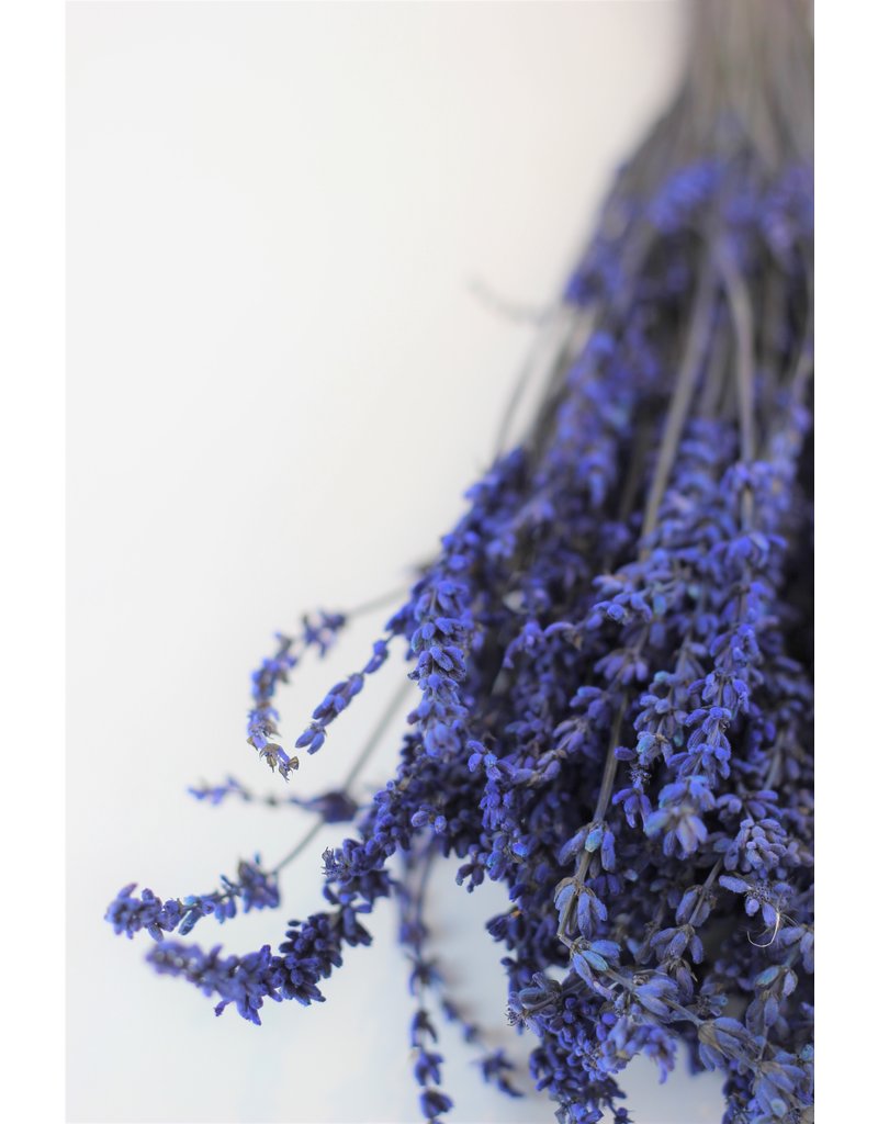 Preserved Lavender - Dark Blue Bunch UK