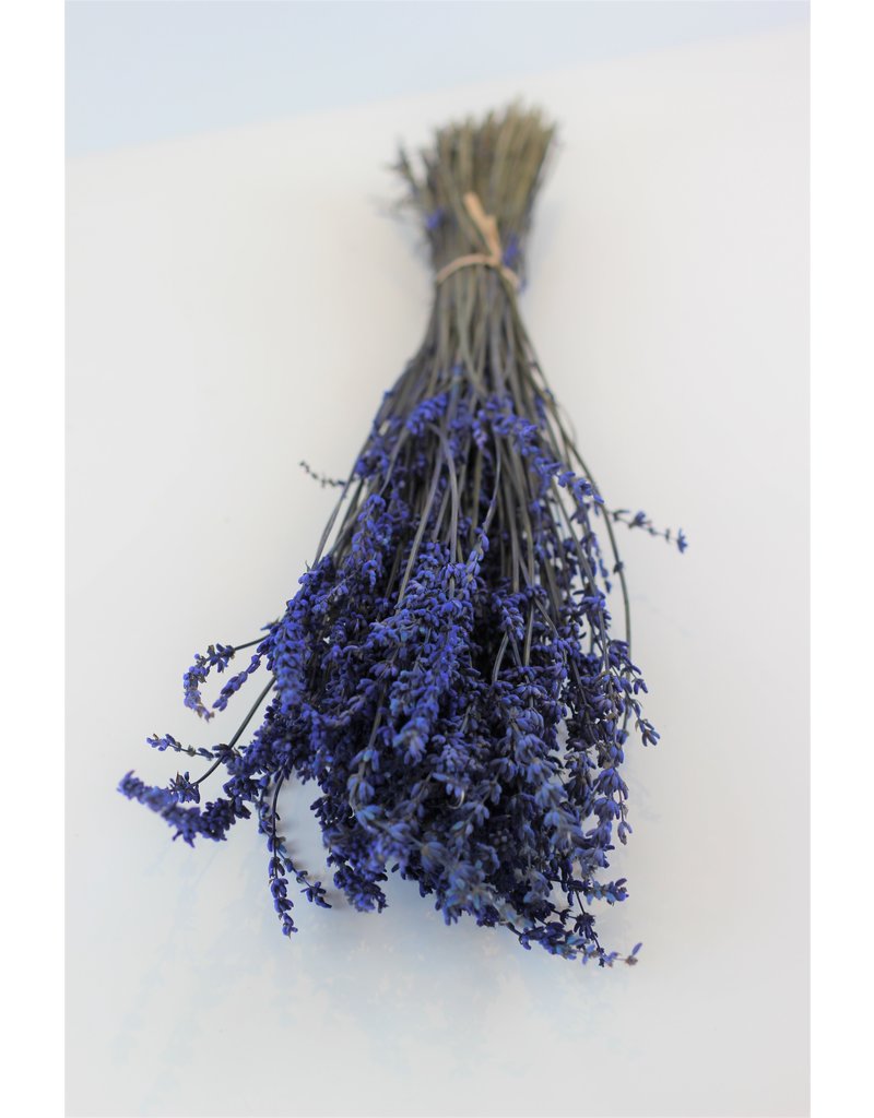 Preserved Lavender - Dark Blue