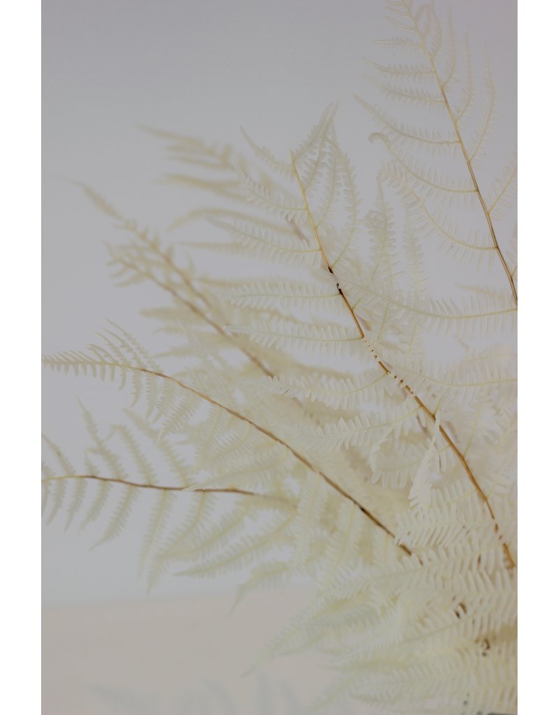 Preserved Mountain Fern - Bleached Bunch, 10 stems, 45 cm